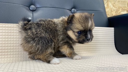 成約済の兵庫県のポメラニアン-311235の6枚目